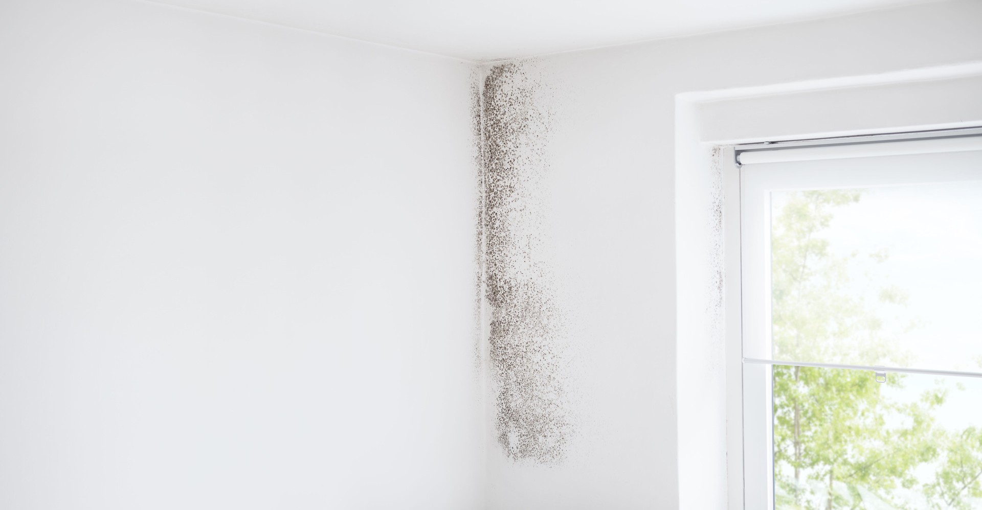 Wall and window with mold, banner with copy space, defeat mold and preserve home with specialized Anti-Mold products and services. Professional remediation, shopping resistant materials and coatings.
